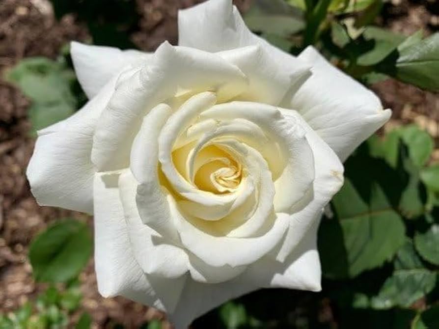 Offen【Reborn project】ROSE-pointed /WHITE AkitoRoses_1_grande.png?v=